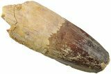Fossil Spinosaurus Tooth - Real Dinosaur Tooth #234324-1